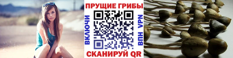 Галлюциногенные грибы Cubensis  Вилючинск 